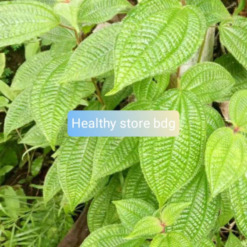 

Daun Senggani Senduduk Atau Harendong 250 Gram