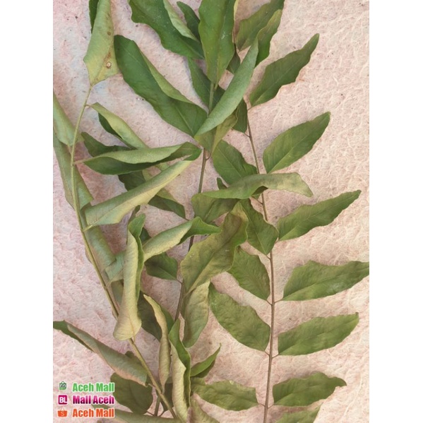 

Daun Temurui aceh / salam koja / daun kari kering