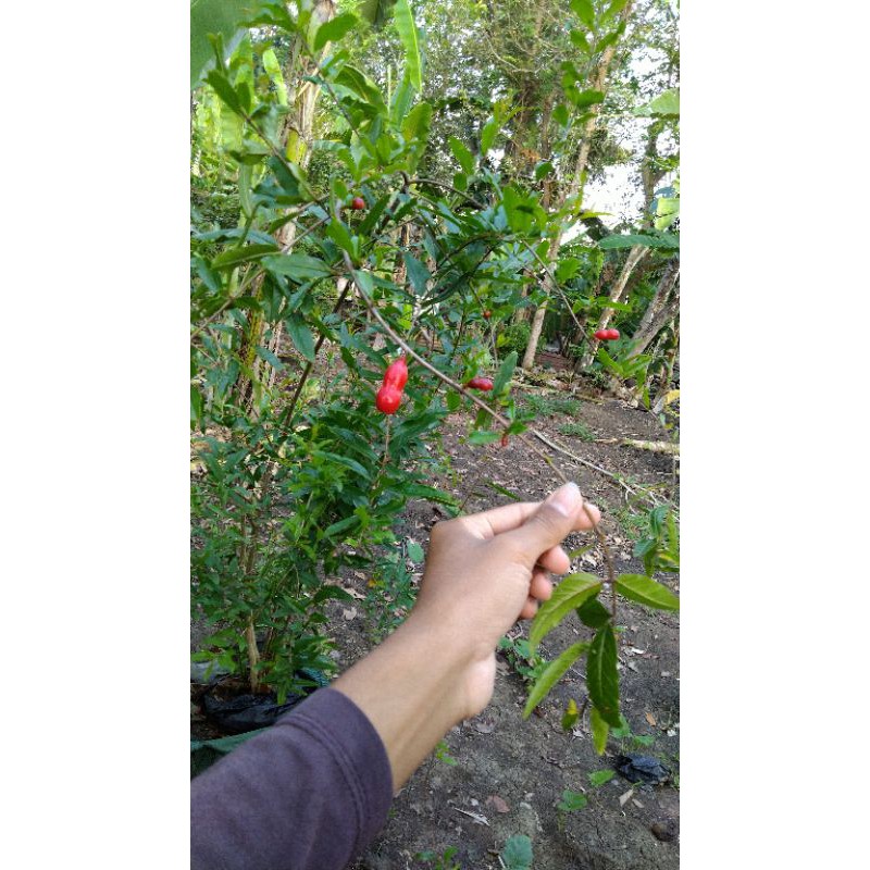 Bibit pohon buah surga delima merah jumbo Peru
