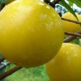 BIBIT TANAMAN BUAH SAWO ABIU JUMBO AUSTRALIA