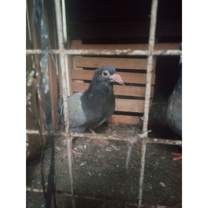 anak merpati pos