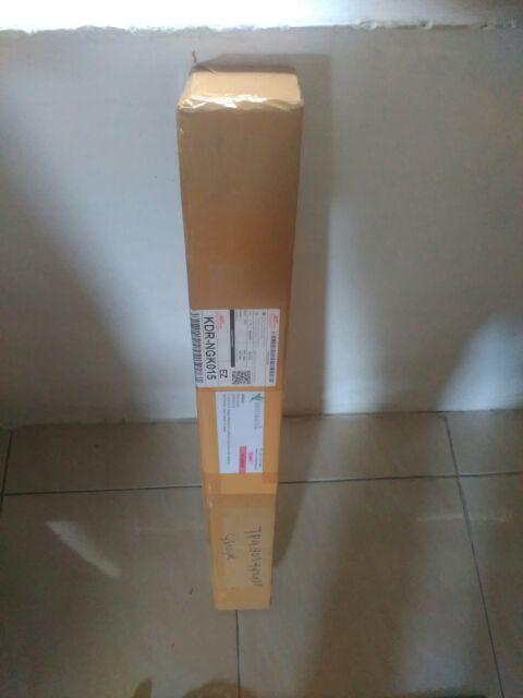 Tanaman Buah Loquat / Leci Biwa (tinggi 40-60 Cm)