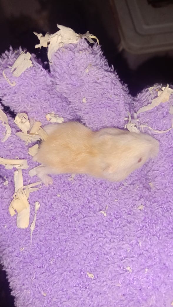 Bak Baki Hidroponik Sistem Sumbu - Wick System