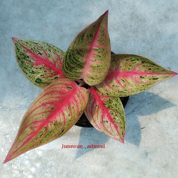 Aglaonema Legacy