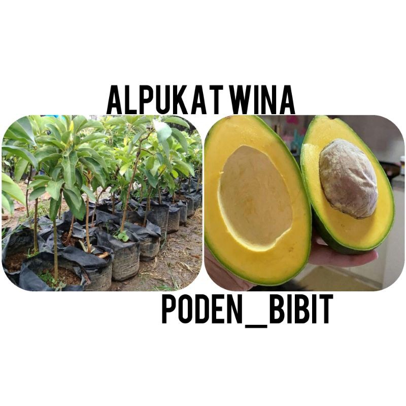 

alpukat wina