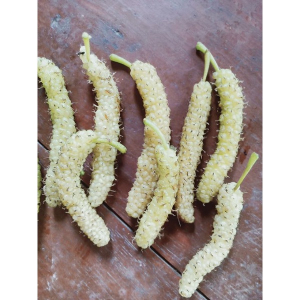 bibit long white murbei