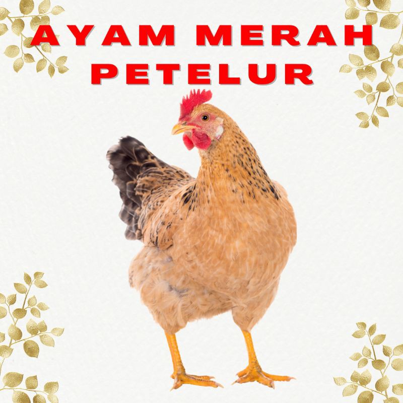 

AYAM MERAH PETELUR JUMBO SEGAR