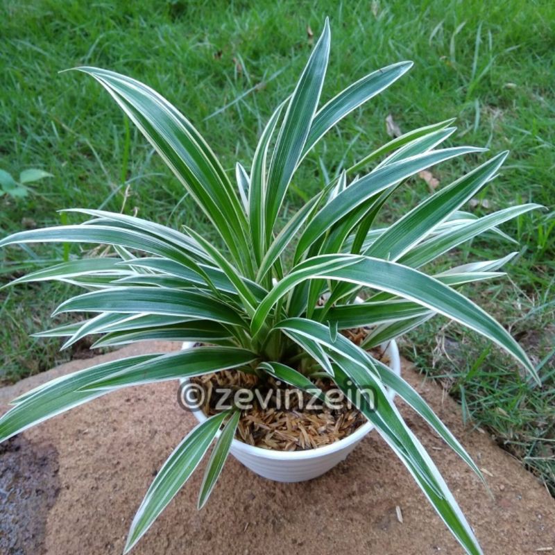 

Lili Paris Rimbun - Chlorophytum Comosum - Herbal Organik