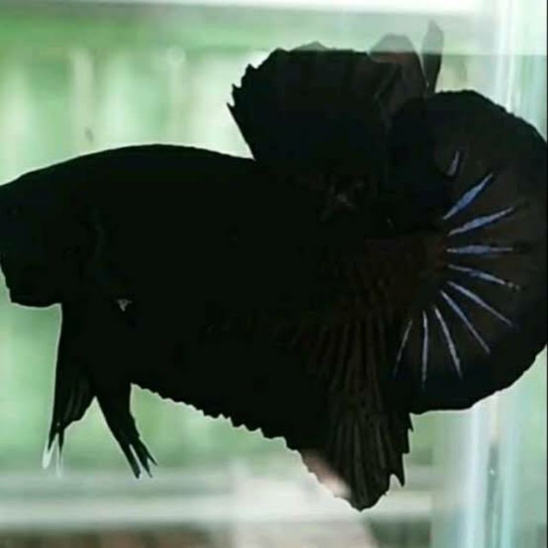ikan cupang giant super black Bo 4/5