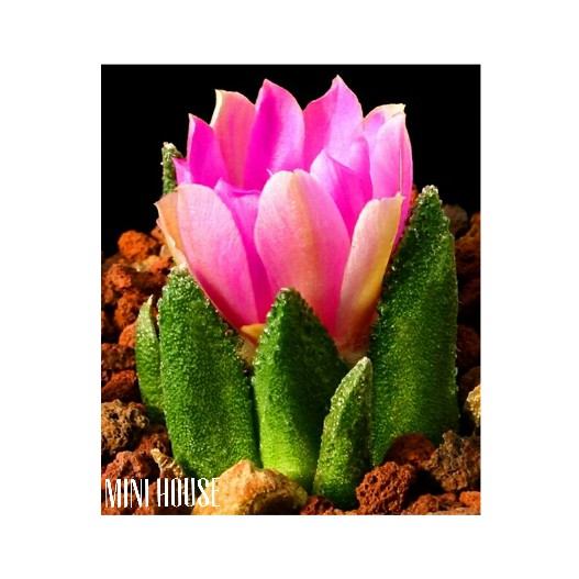 BIJI BENIH KAKTUS IMPORT