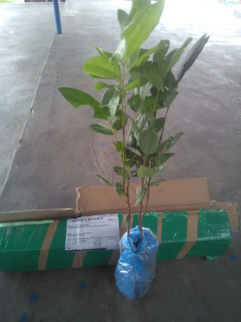 Diskon Bibit Tanaman Buah Apel Ana Manalagi Malang - Harga Petani