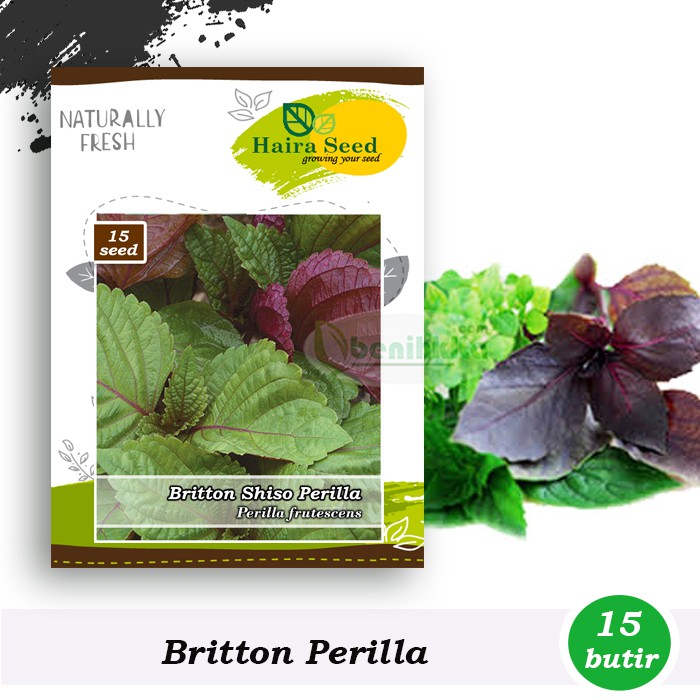 Benih-Bibit Britton Shiso Perilla (Haira Seed)