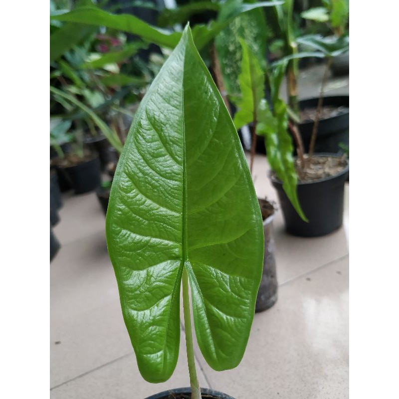 alocasia karpet sulawesi