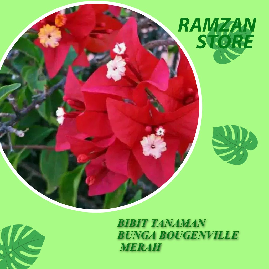 Bibit tanaman bunga bougenville merah Kembang Kertas