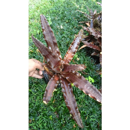 tanaman hias bromelia tokek