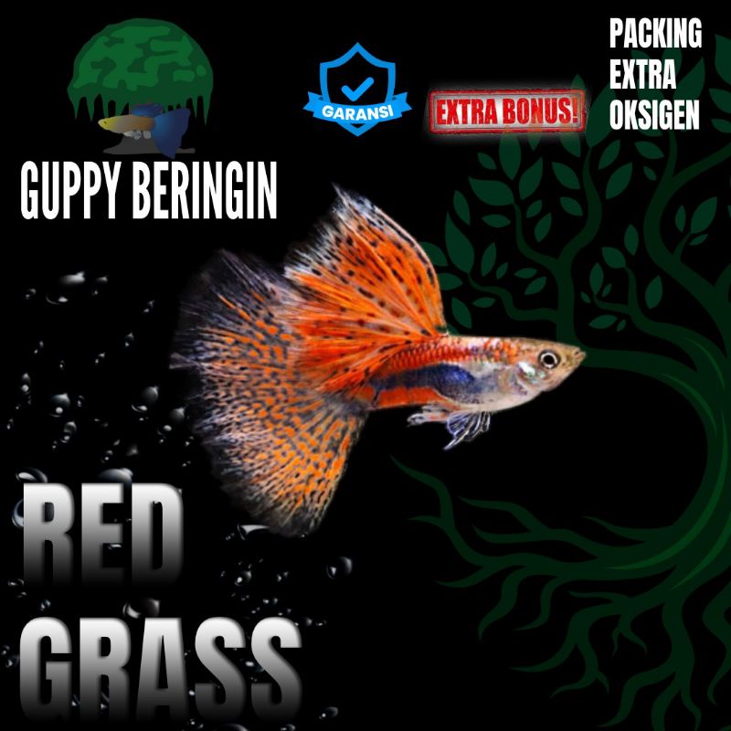 Harga Sepasang Ikan Guppy Terbaru November 2021 Biggo Indonesia