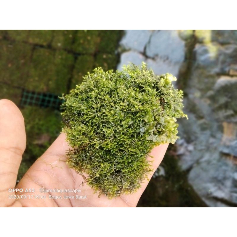 tanaman aquascape Ricardia mos