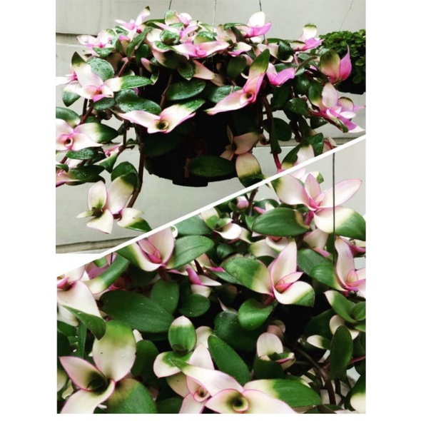 tanaman hias gantung lidah kera//tradescantia blushing bride