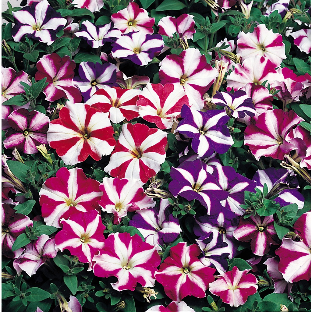 Benih Bibit Biji - Bunga Petunia Nana Compacta Stars Mixed Flower Seeds - IMPORT