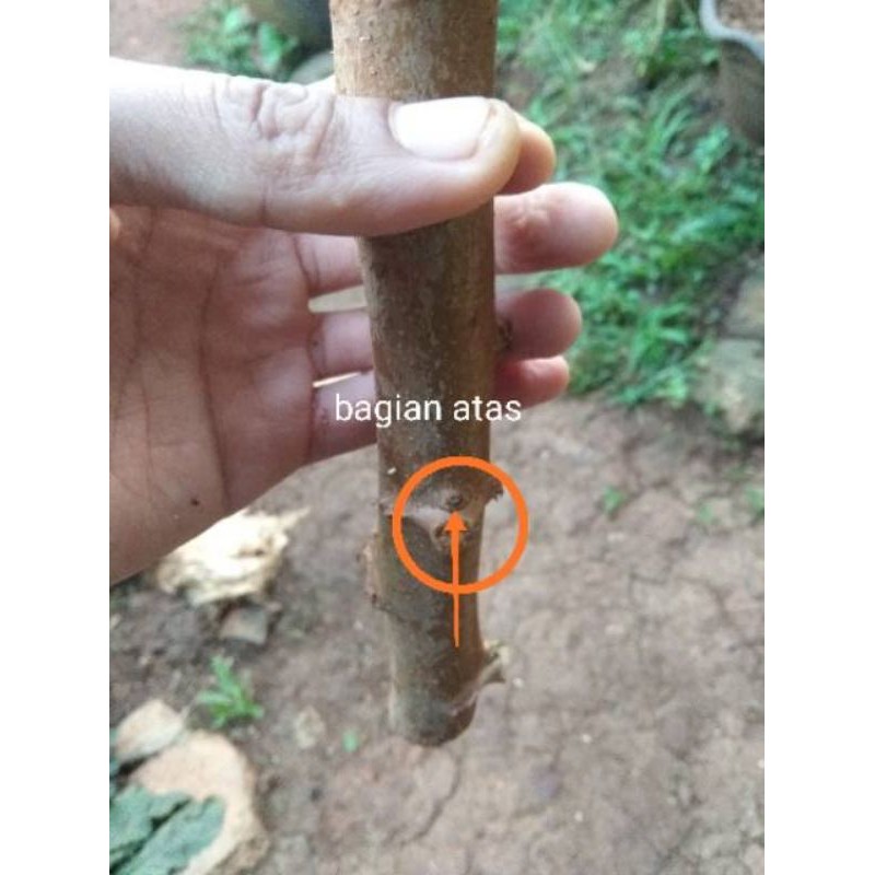 batang singkong - stek singkong - bibit ubi kayu