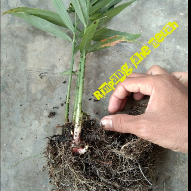 

bibit jahe merah, bumbu jahe murah dibalut lumut hutan