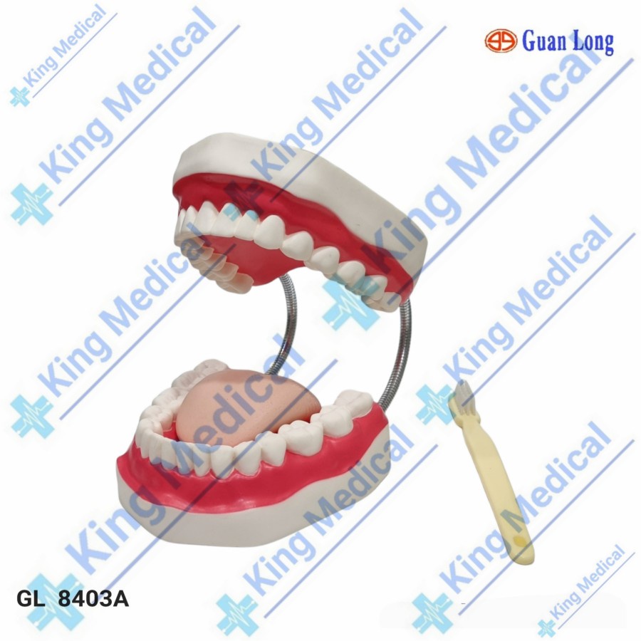Alat Peraga Phantom Model Gigi/Manekin Gigi Guan Long GL 8403A