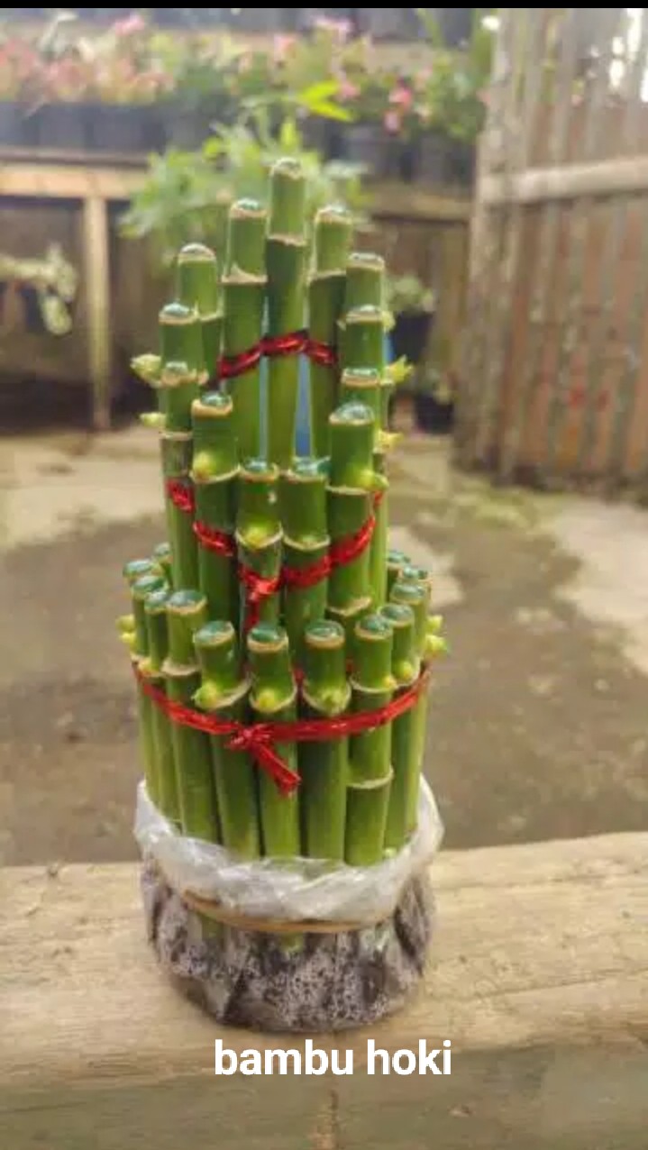 Tanaman Hias Bambu Rejeki / Bambu Hoki