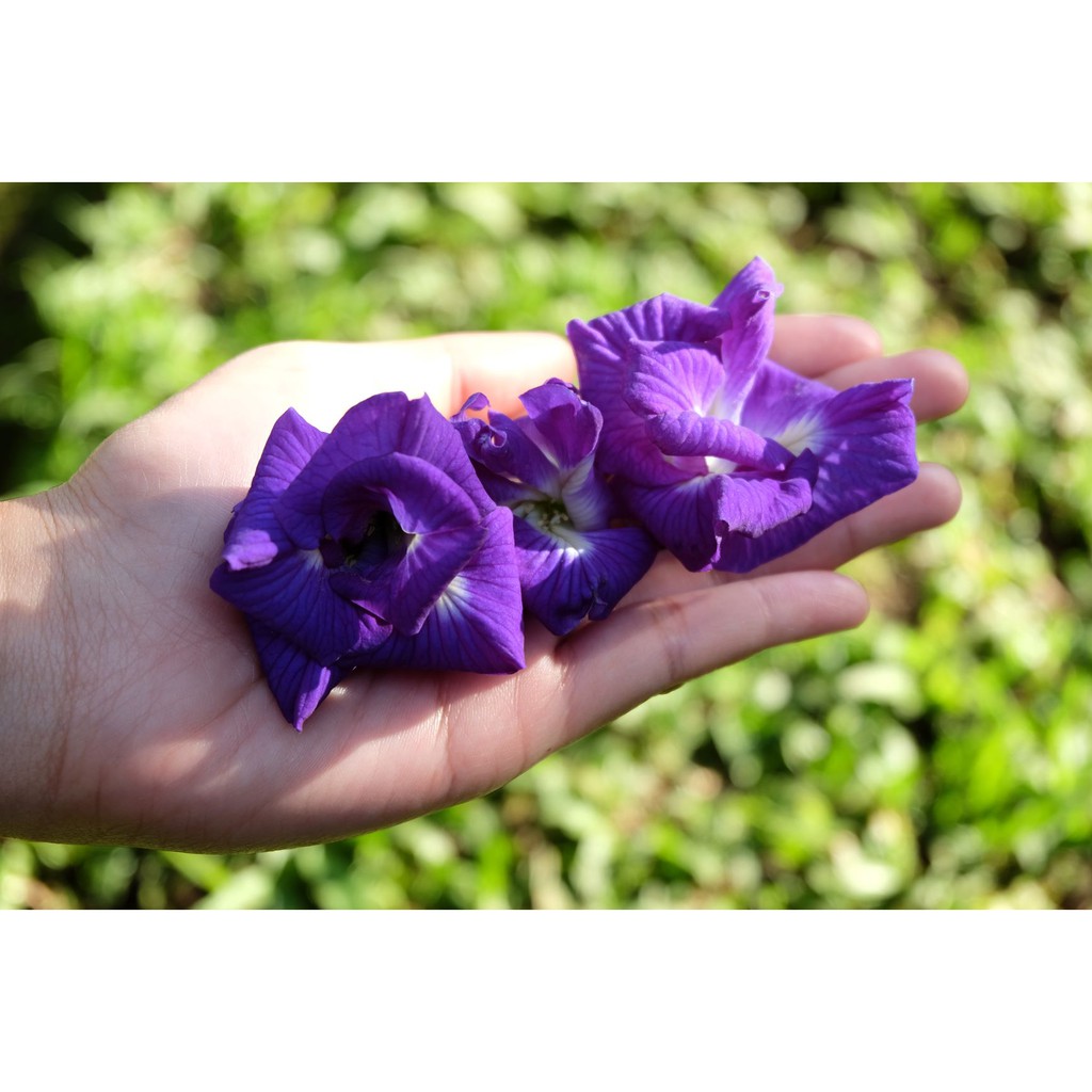 

Bunga Telang kering PREMIUM - Double Petal (Kelopak Bertumpuk) 5 gr