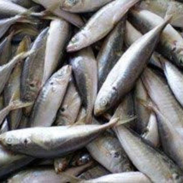 

IKAN LAYANG 500Gr ( FRESH )