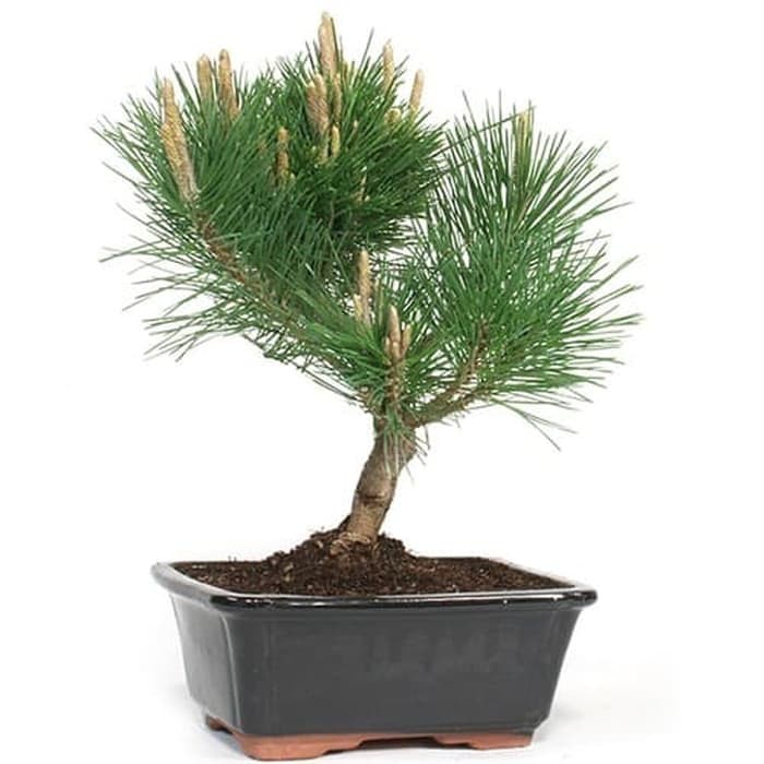 Amefurashi Benih Biji Pohon Japanese Black Pine Cocok Untuk Bonsai Seed