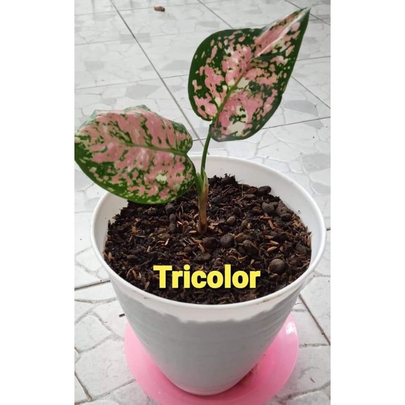 aglaonema tricolor anakan daun 3