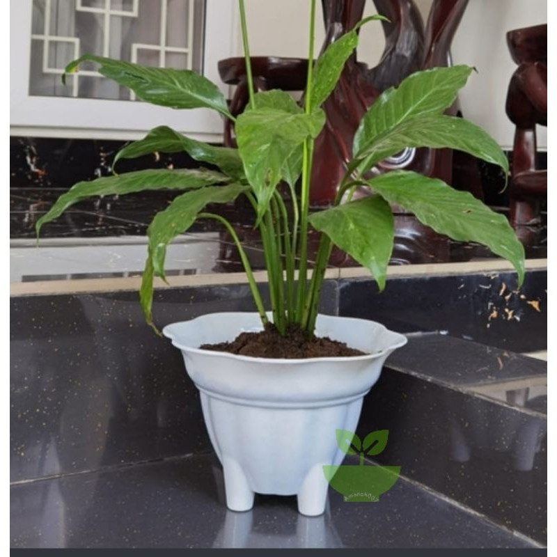 Pot bunga Kaki plastik 20