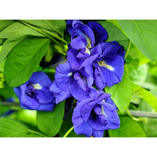 Paket Langsung Tanam - Gardening Kit - SPECIAL BOX - Benih Bunga Telang Biru Tumpuk Blue Butterfly Pea Double Petals Seeds