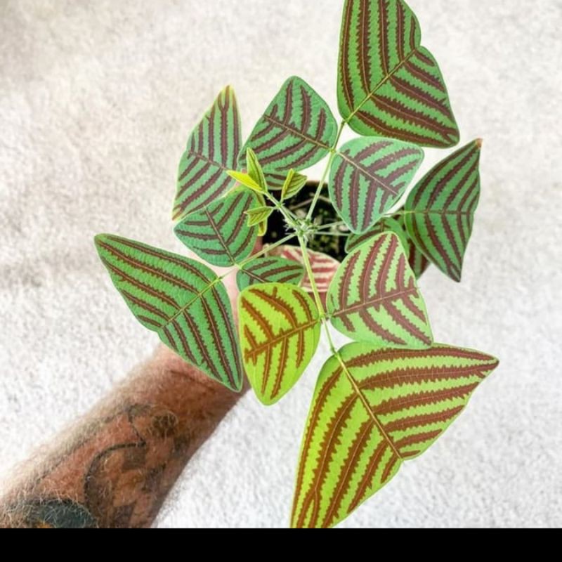 tanaman hias oxalis triangularis - oxalis batik