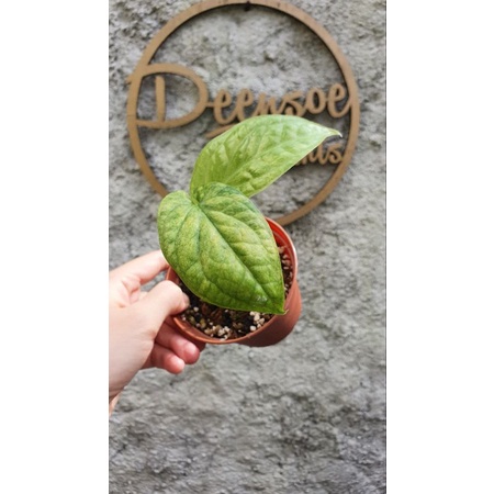 amydrium medium yellow galaxy varigata 2 daun aktif