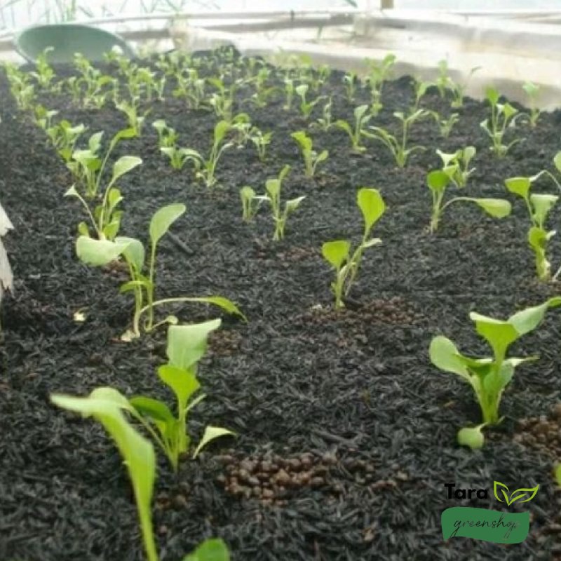 ARANG SEKAM / SEKAM BAKAR