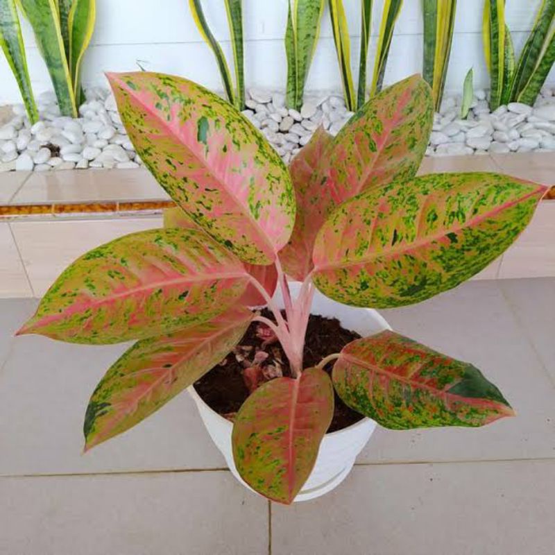 Tanaman Hias Aglaonema Big Roy/Aglonema Big Roy/Aglaonema lulaiwan