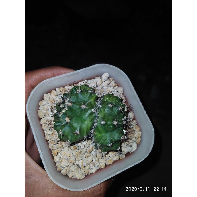 

kaktus gymnocalicium lost id double head
