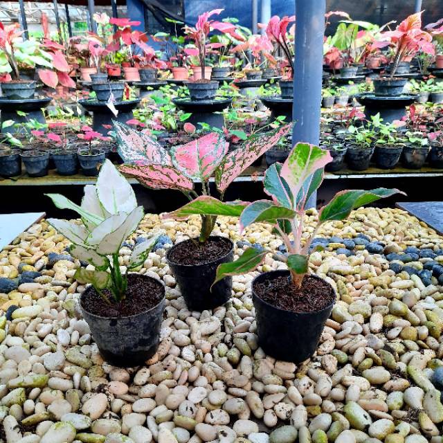 [✅COD] PAKET AGLONEMA - 3 POHON / BUNGA AGLONEMA / TANAMAN HIAS AGLONEMA PAKET MURAH MERIAH