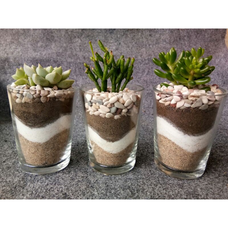 Jual Terrarium murah jogja Terrarium sukulen & kaktus Shopee Indonesia