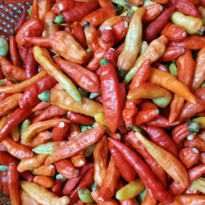 

Produk Terbaru - Rawit Merah 1 Kg