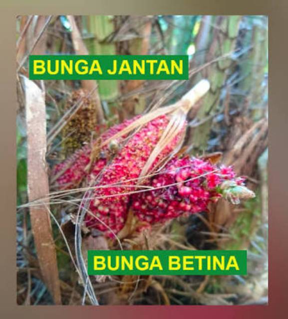 Bunga Salak Jantan Serbuk Salak Jantan Shopee Indonesia