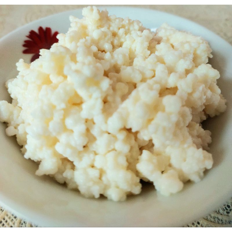 

Bibit Kefir Asli