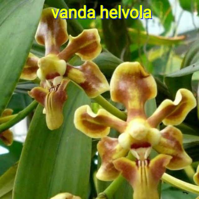 anggrek vanda helvola ukuran sedang.