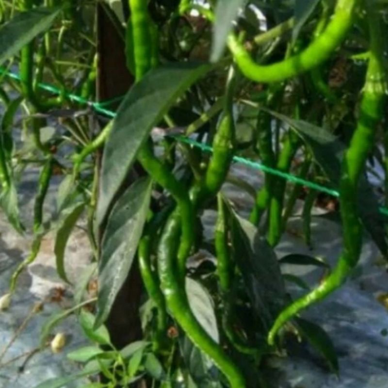 Pohon Cabai Kriting Sudah Berbuah Bibit Tanaman Pohon Buah Cabai Keriting