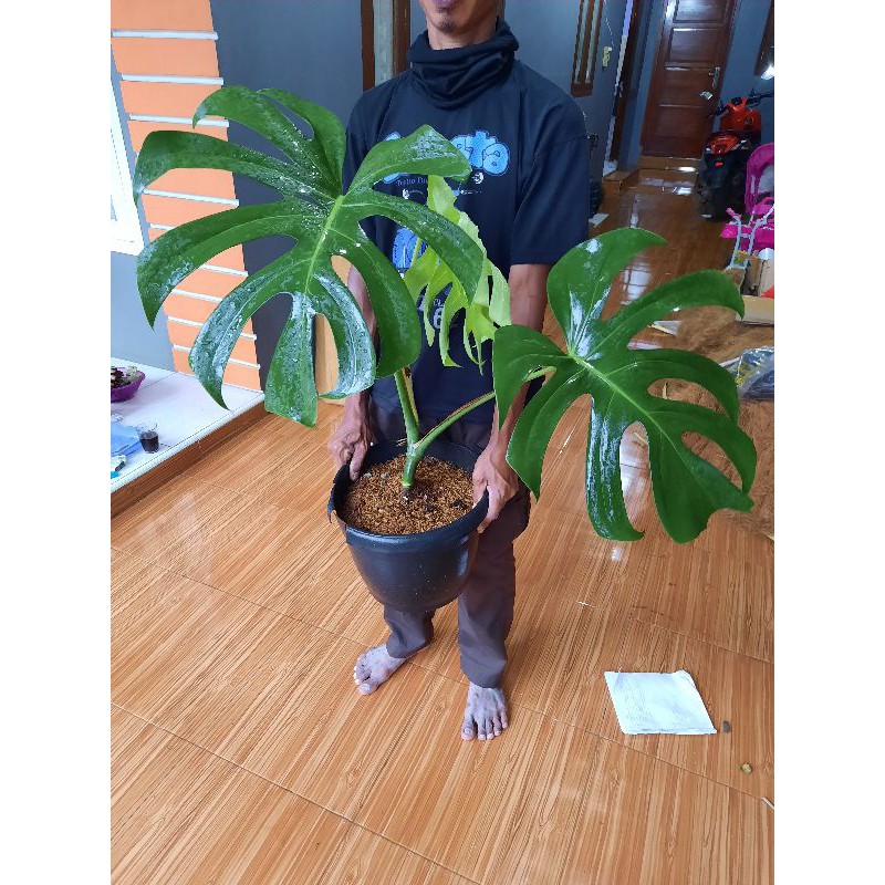 TANAMAN MONSTERA DELICIOSA KING DAUN BESAR