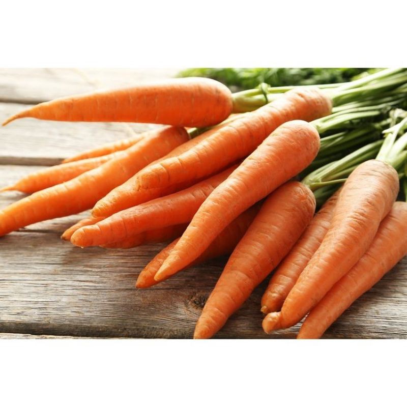 

termurah wortel 1kg di petik langsung dari kebun
