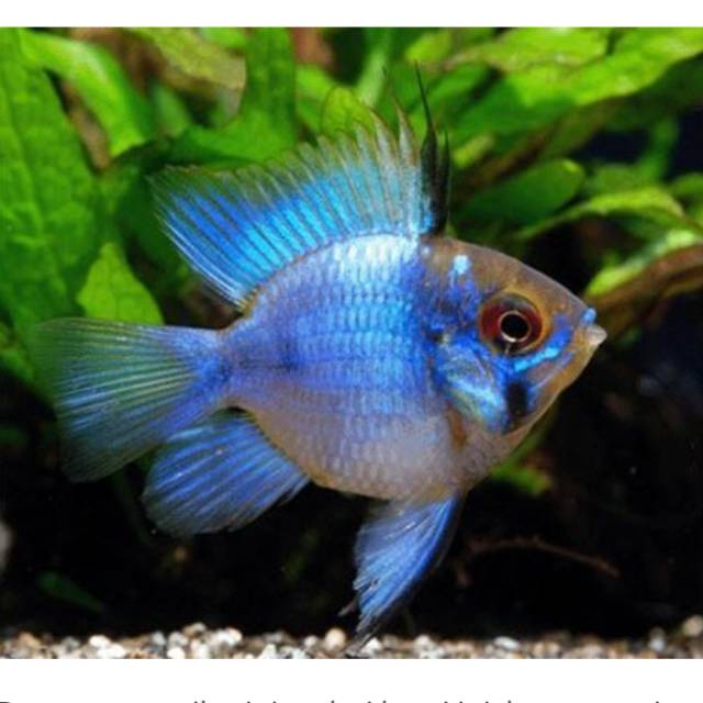 Blue elektrik ramirezi aquascape