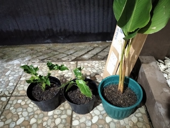 Pohon Calathea Pisang / Kalatea Bedak