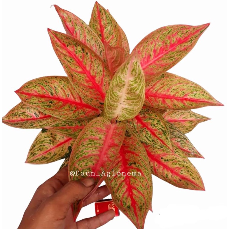 AGLONEMA LEGACY/TANAMAN HIAS AGLONEMA LEGACY MERAH/BUNGA HIAS IMPORT